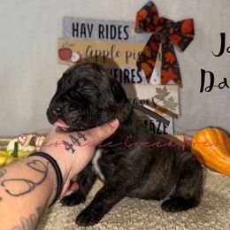 Jack Daniels - Tiger male Perro de Presa Canario puppy in Horizon, Texas from Mesquite Creek Kennels