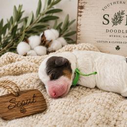 Scout (Green) - Black and white male Aussiedoodle puppy in Byron, Georgia from Southern Olive Doodles 🫒