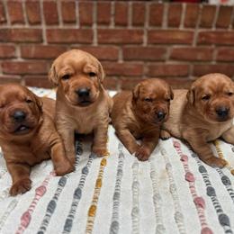 Male 3 - Yellow male Labrador Retriever puppy in Wardensville, West Virginia from Sager’s Labrador Puppies