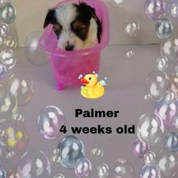Lacey's Blue Boy - Parti male Yorkshire Terrier puppy in Inverness, Florida from Luvayorkie&more