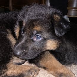 German Shepherd Puppies from Darkwing GSD