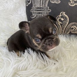French Bulldog Puppies from Dunromin Farm
