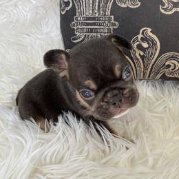 French Bulldog Puppies from Dunromin Farm