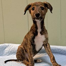 Boy 3 - Dark Red Brindle with White - Red brindle and white male Greyhound puppy in Steamboat Rock, Iowa from River Valley Canines