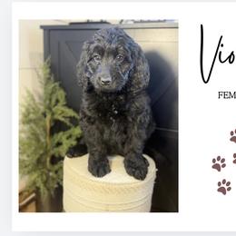 Violet - Black female Bernedoodle puppy in Bellevue, Iowa from Blended Acres & Kennels