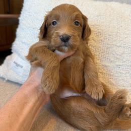 Parker - Red  male Goldendoodle puppy in Gilbert, Arizona from Doodle Bliss