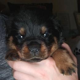 Lilac - Black and mahogany female Rottweiler puppy in Tangent, Oregon from Raya's Royals