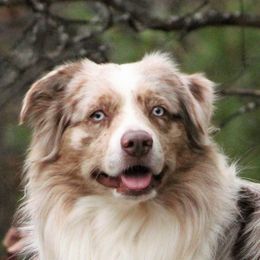 Magnum - Australian Shepherd