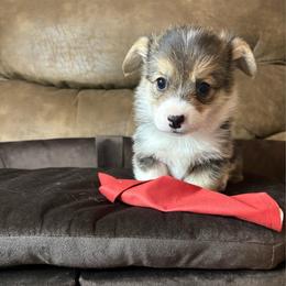 Onyx - Black and tan female Pembroke Welsh Corgi puppy in Abingdon, Virginia from Em-K Kennels