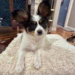 Papillon Puppies from Triple Tier