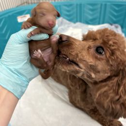 Poodle Puppies from Segovia Pups