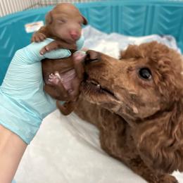 Poodle Puppies from Segovia Pups