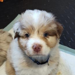 Blue Collar - Red merle male Australian Shepherd puppy in North Jackson, Ohio from Shadowood Australian Shepherds