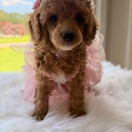 Elsa - Apricot female Poodle puppy in Apex, North Carolina from Happy puppies