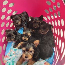 Yorkshire Terriers from Taylor Kennels