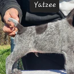 Yatzee - Liver and white German Wirehaired Pointer puppy in Wellston, Ohio from Blue Line GWPs
