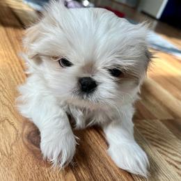 Boy 1 - Gold and white male Shih Tzu puppy in Silver Spring, Maryland from Saraya’s Shih Tzus