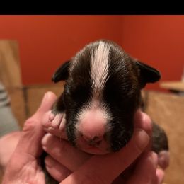 Boxer Puppies from Teressa's Boxers