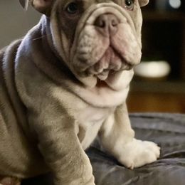 Bulldog Puppies from Flawless Bulldog