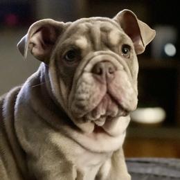 Bulldog Puppies from Flawless Bulldog