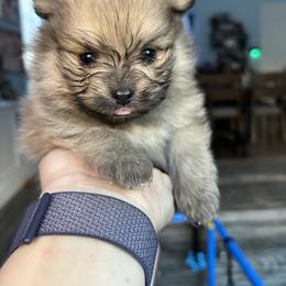 Silver - Wolf sable male Pomeranian puppy in Ladera Ranch, California from Tinkerpoms
