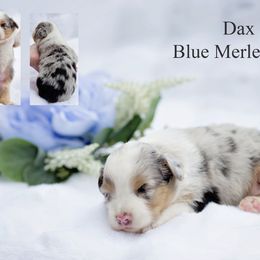 Dax - Blue merle male Miniature Australian Shepherd puppy in Mechanicsburg, Pennsylvania from TJ's Aussies