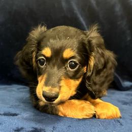 Banana - Black and tan female Dachshund puppy in Memphis, Tennessee from River City Doxies
