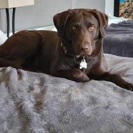 Grace - Labrador Retriever