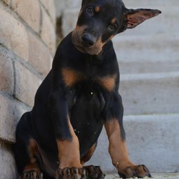 Doberman Pinscher Puppies from Obsidian Kennels