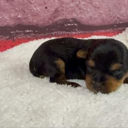 Helen - Blue and gold female Yorkshire Terrier puppy in New Hampton, Iowa from JMAK Dreams