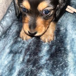 Katie - Black and tan female Dachshund puppy in Harriet, Arkansas from B&K Dachshunds