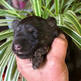 Remmy - Liver male Miniature Schnauzer puppy in Ferndale, Washington from Blackhorse Schnauzers Washington state