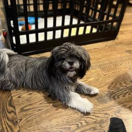 Shih Tzu Puppies from P&B Tzu Tribe