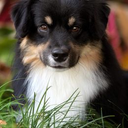Miniature American Shepherds from Stellar Miniature American Shepherds