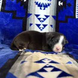 DO - Black tri-color female Australian Shepherd puppy in Pendleton, Oregon from High West Aussies