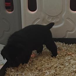 Boy 1 - male Labrador Retriever puppy in Concord, New Hampshire from Laurie & Joe's Labs