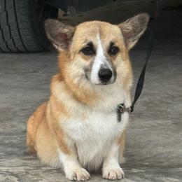 Honey - Pembroke Welsh Corgi