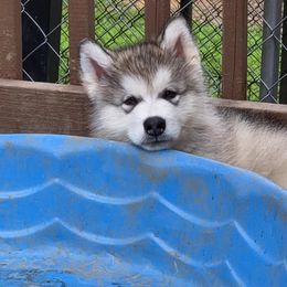 Boy 3 - Gray and white male Alaskan Malamute puppy in Prince William County, Virginia from SnoCap Kennel