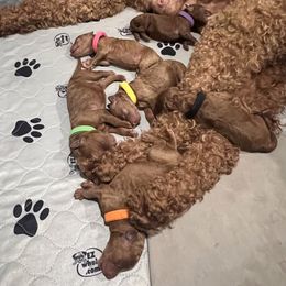 Boykin Spaniel and Goldendoodle Puppies from Double Shot Boykins
