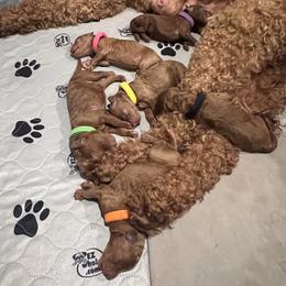 Boykin Spaniel and Goldendoodle Puppies from Double Shot Boykins