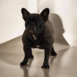 Raven 🐦‍⬛ - French Bulldog
