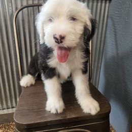 Aussiedoodle, Old English Sheepdog, Poodle, and Sheepadoodle Puppies from Iowa's Doodle Co.