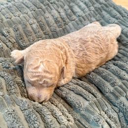 Tilly - Caramel female Labradoodle puppy in Bruceton Mills, West Virginia from Adonai Ra'ah Farms