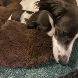 Dachshund Puppies from Bella’s Puppies