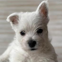 West Highland White Terriers from Creekside Westies