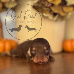 Boy 3 - Chocolate and cream male Dachshund puppy in Town Creek, Alabama from Dirt Road Dachshunds