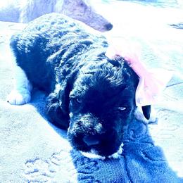 Persephone - Parti female Poodle puppy in Meadowbrook, California from Standard Poodle Pups