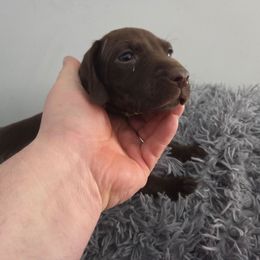 Girl 5 - Liver female German Shorthaired Pointer puppy in Turner, Maine from Dow Family