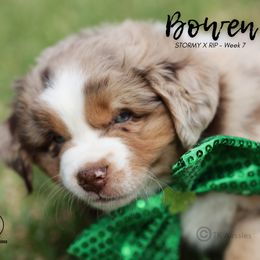 Australian Shepherd, Miniature American Shepherd, Miniature Australian Shepherd, and Toy Australian Shepherd Puppies from TK Standard, Mini, & Toy Aussies