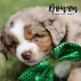Australian Shepherd, Miniature American Shepherd, Miniature Australian Shepherd, and Toy Australian Shepherd Puppies from TK Standard, Mini, & Toy Aussies